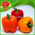 Farbe capsicum orange capsicum